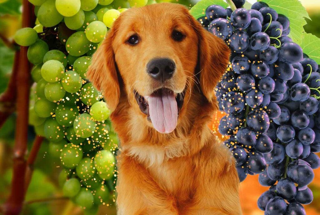 Can dogs eat grapes? Murshid Alam